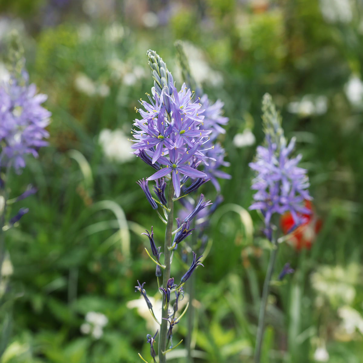 Frühlingszwiebeln - Camassia leichtlinii suksdorfii blau (x3) - Camassia leichtlinii suksdorfii