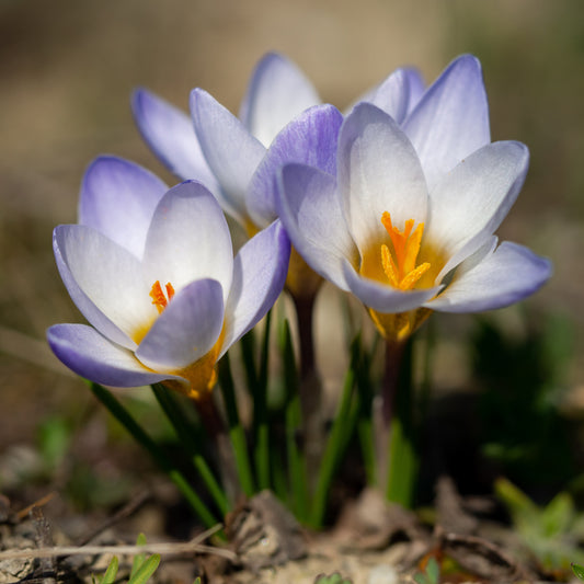Krokusse Blue Pearl - Bakker
