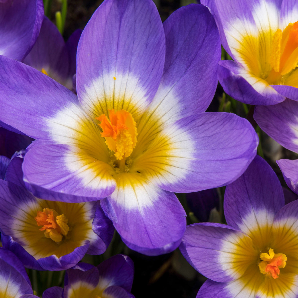 Crocus nivalis 'tricolor' - Krokusse Sublime Tricolor - Krokus-Zwiebeln