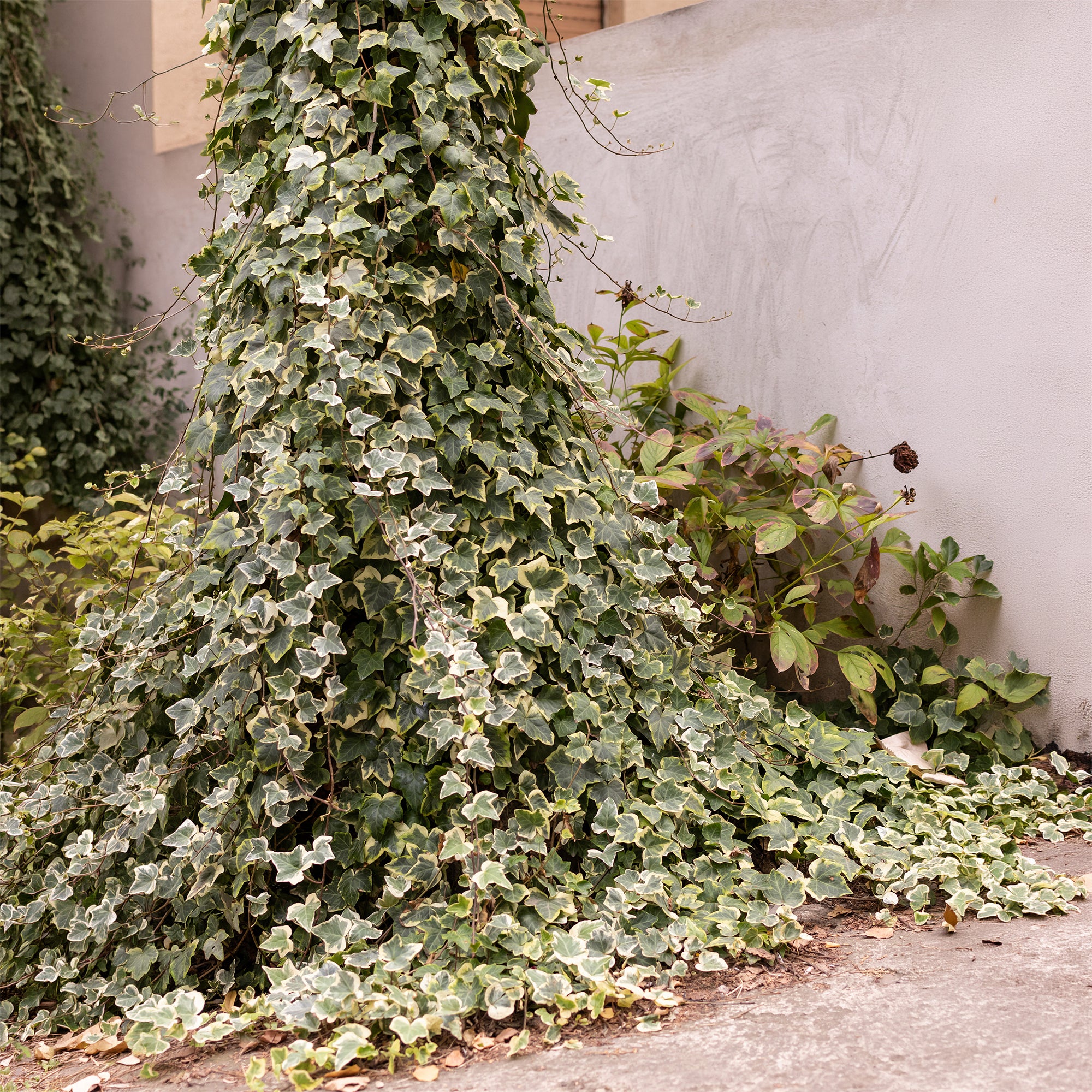Efeu 'Goldchild' - Hedera helix Goldchild