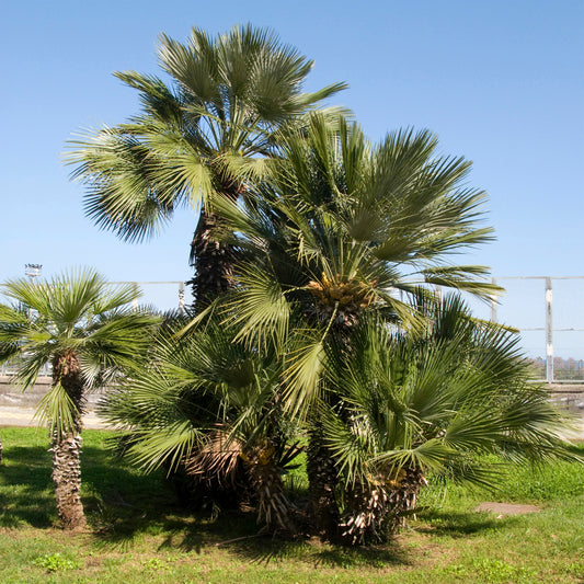 Zwergpalme ‘Sicilia’ - Bakker