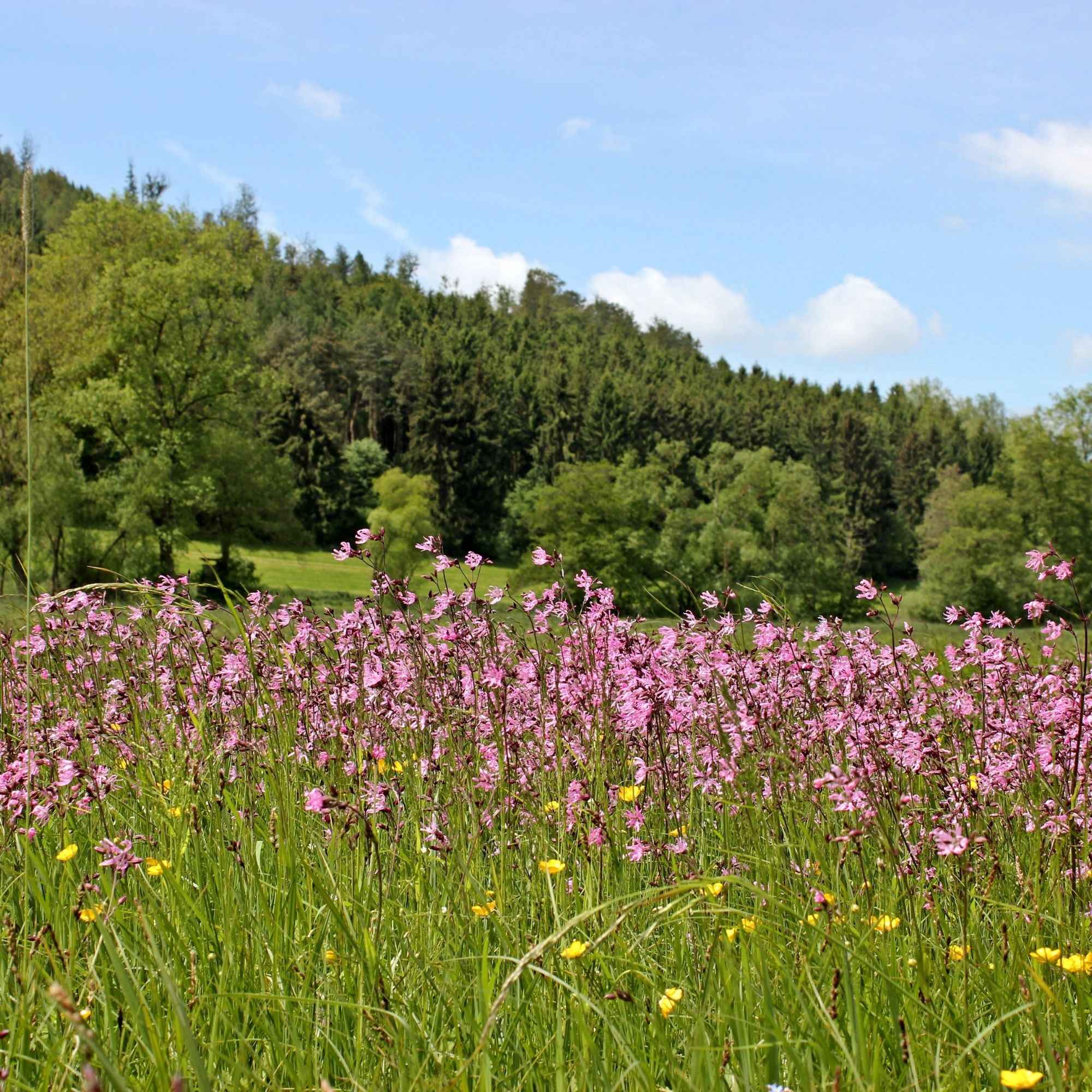 Kuckucksnelke Lychnis floscuculi