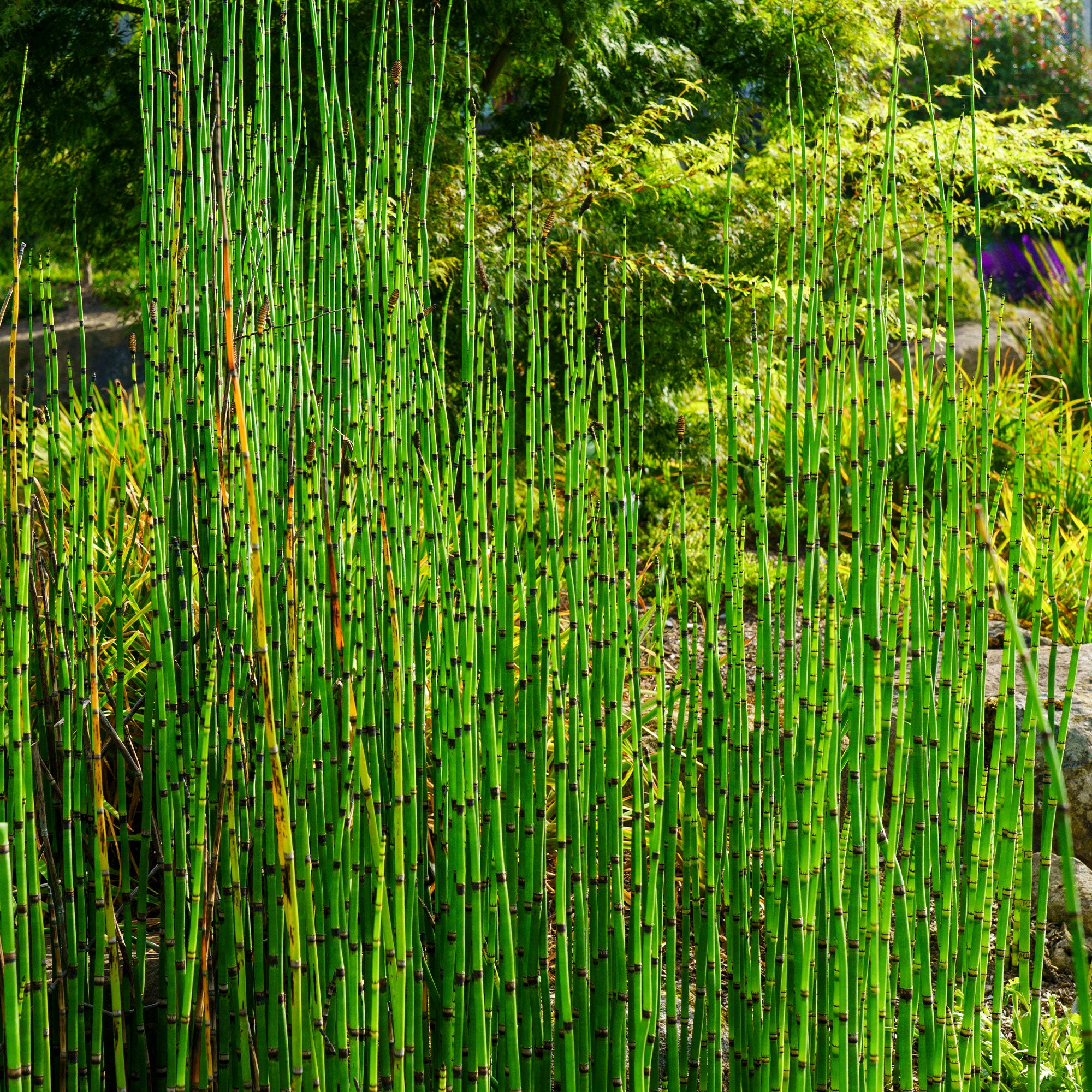 Japanischer Schachtelhalm - Equisetum japonicum