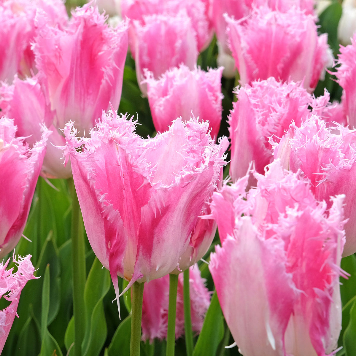 Gefranste Tulpe Huis ten Bosch (x20)
