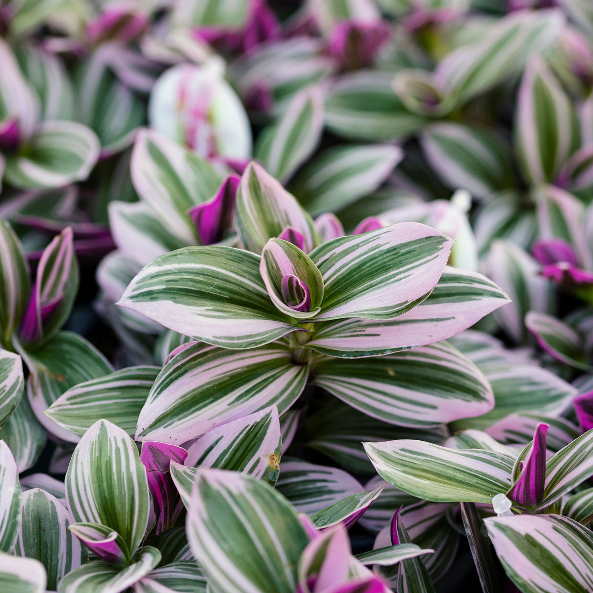 Hängende Zimmerpflanzen - Tradescantia ‘Nanouk’ weiß blühend - Tradescantia Nanouk