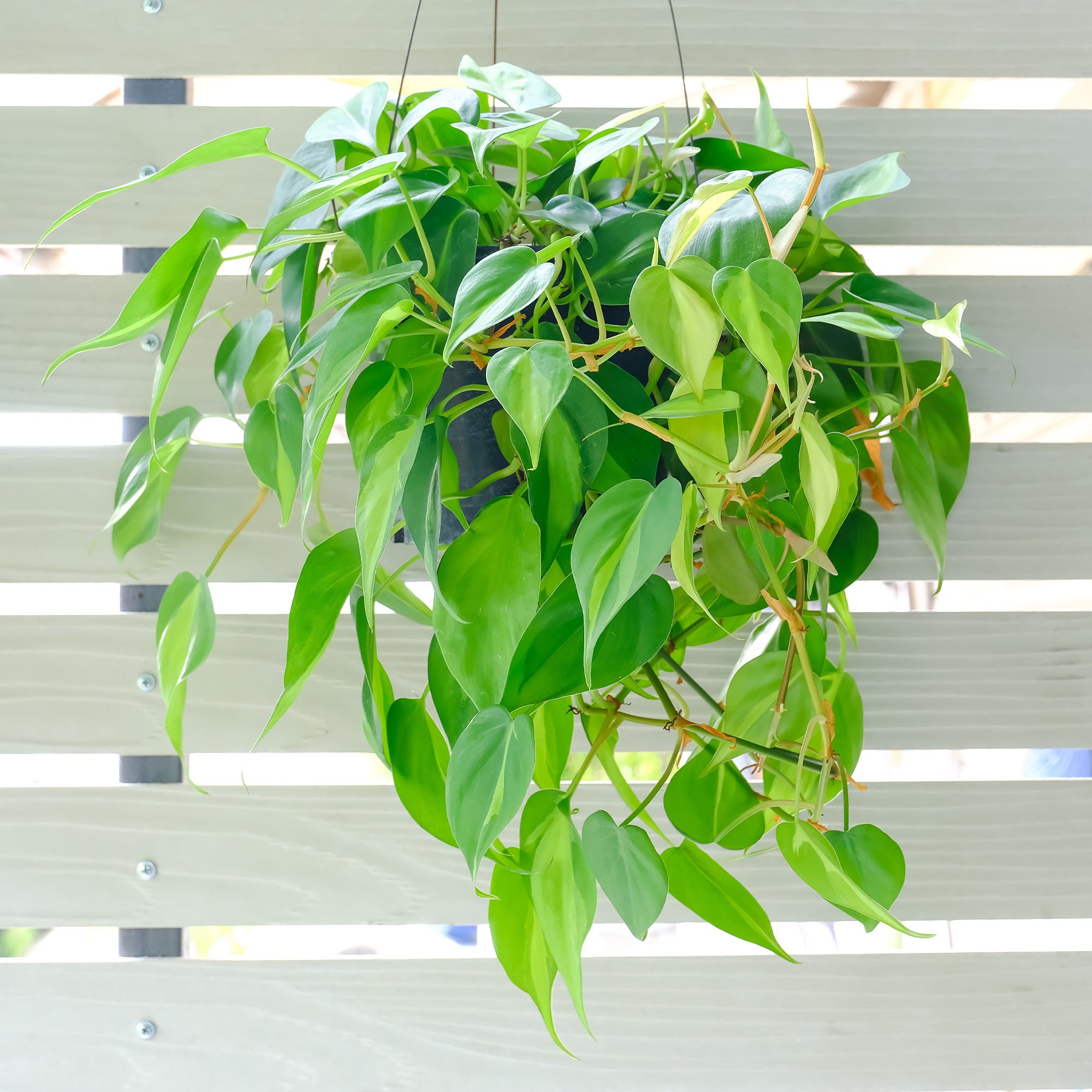 Philodendron scandens - Philodendron scandens