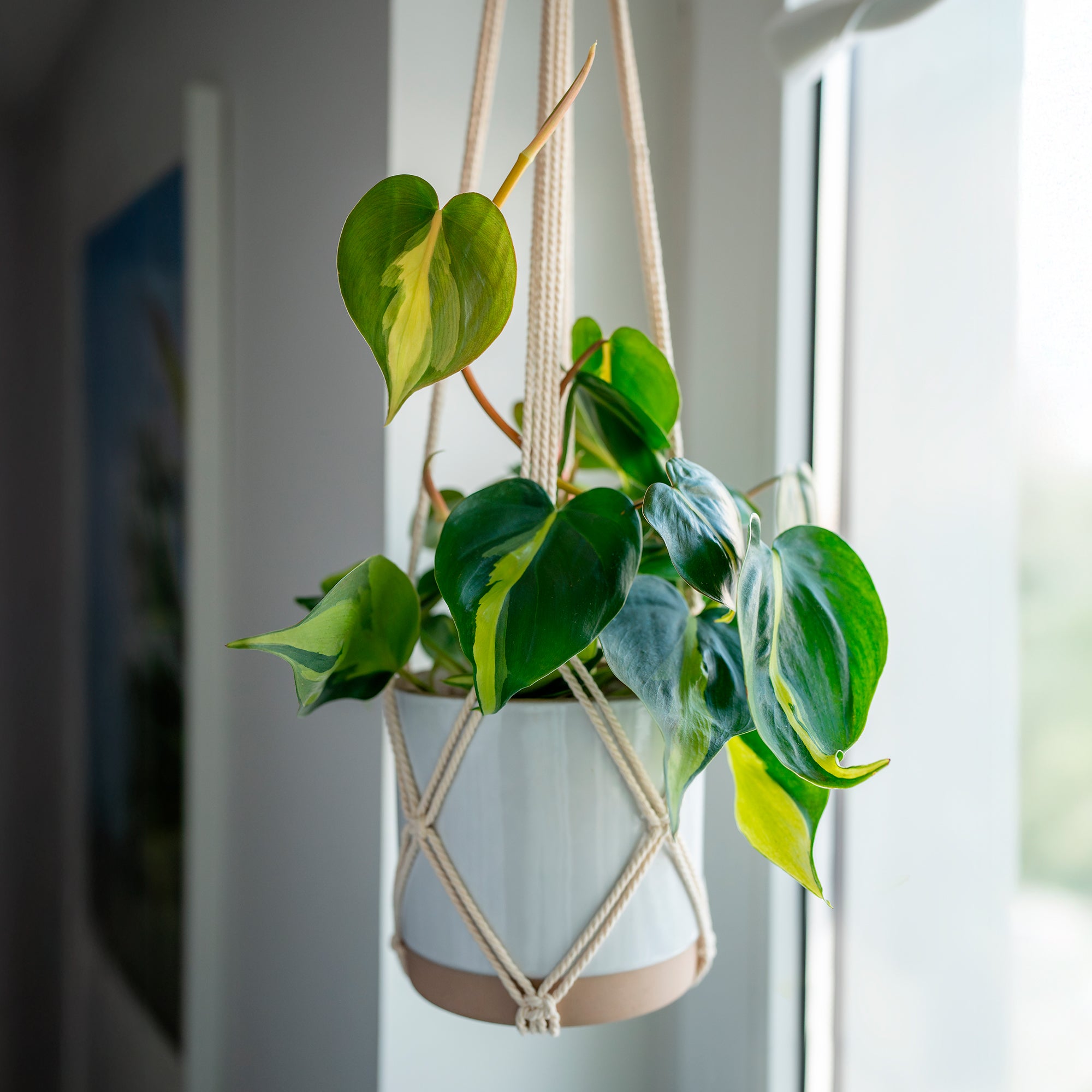 Herzblatt-Philodendron 'Brasil' - Philodendron scandens Brasil