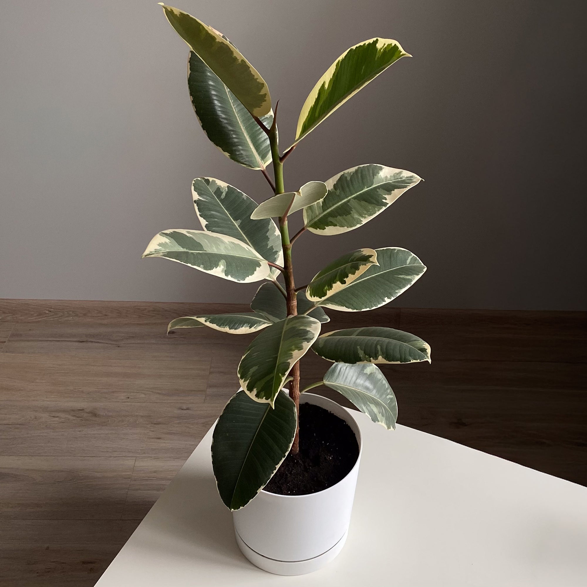parkett gummibaum Tineke-Gummibaum - Ficus elastica Tineke