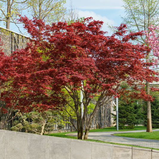 Japanischer Ahorn Osakazuki - Bakker