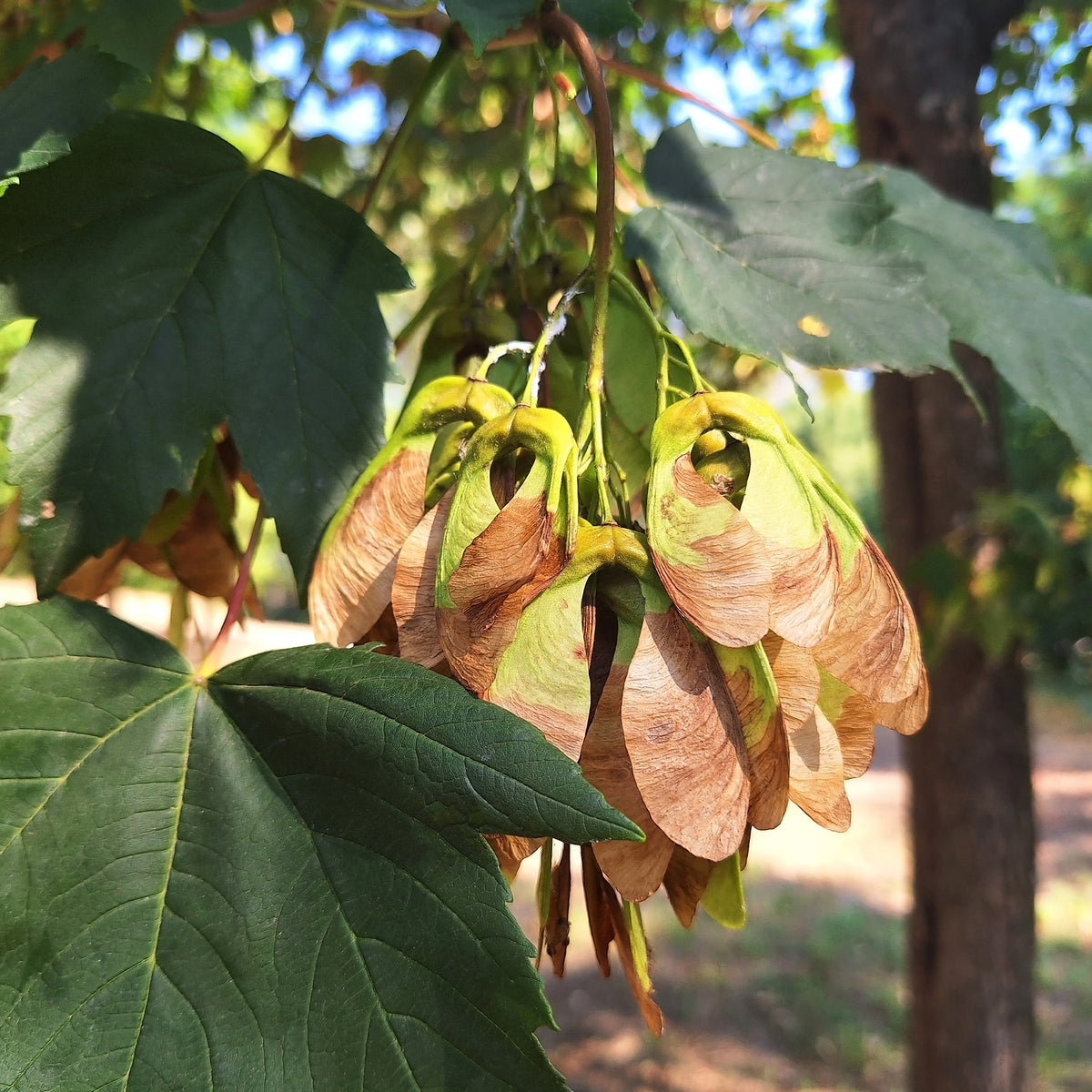 Acer pseudoplatanus - Bergahorn - Ahorn
