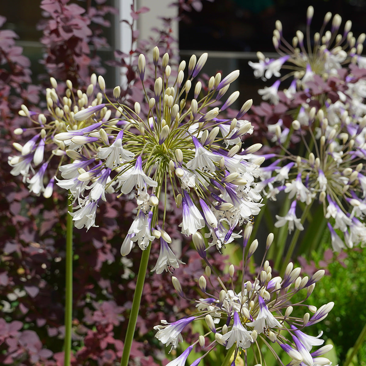 Agapanthus Fireworks - Schmucklilie