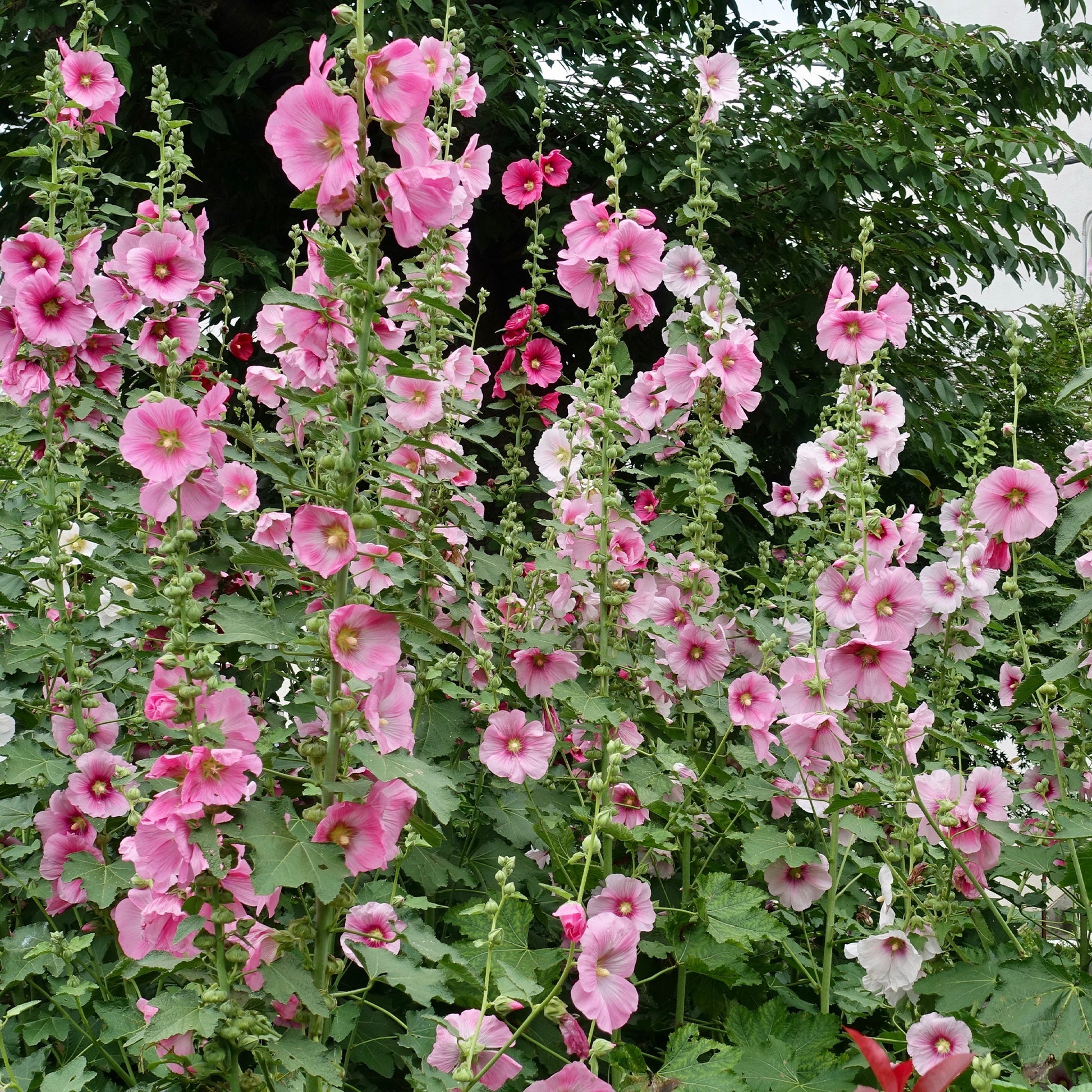 Alcea - Stockrose - Stockrose - Alcea rosea