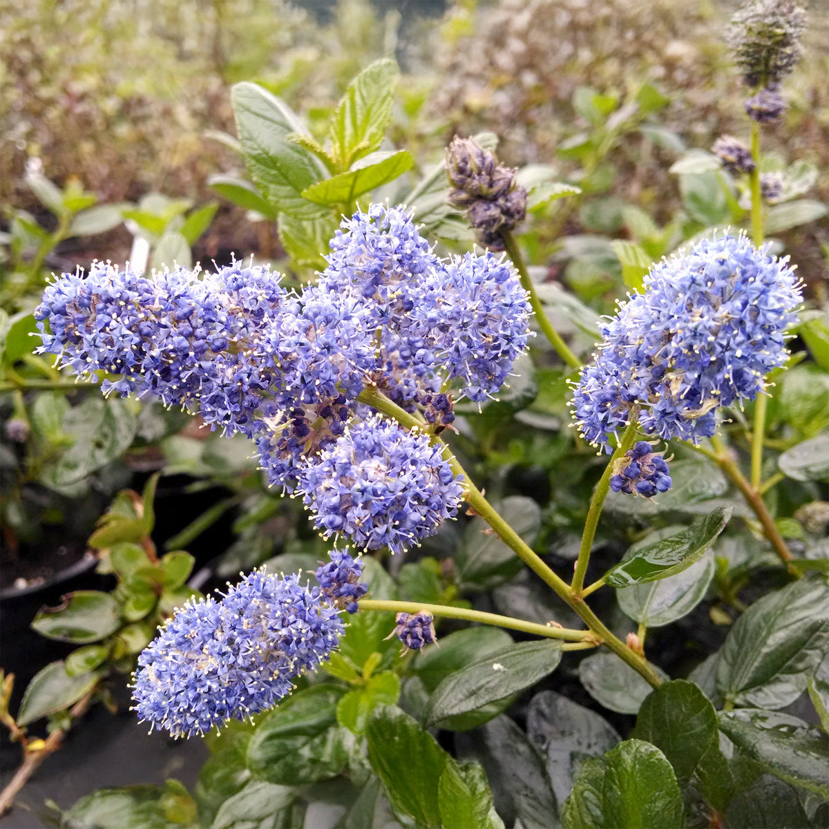 Ceanothus - Kalifornischer Flieder - Kalifornischer Flieder Yankee Point - Ceanothus griseus Yankee Point