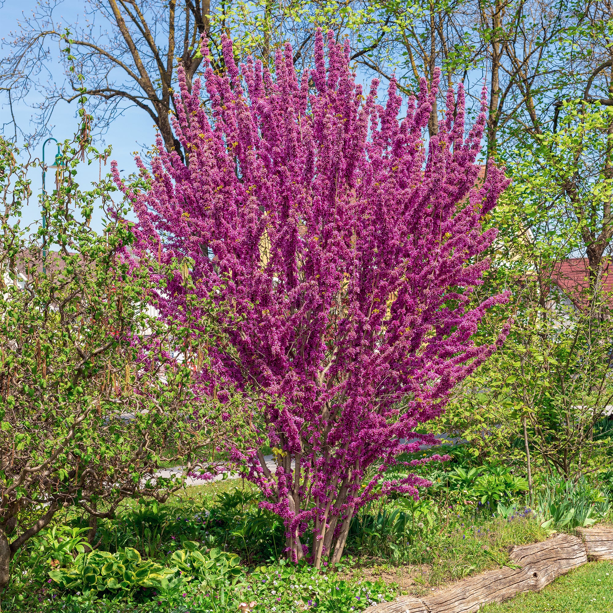 Chinesischer Judasbaum - Cercis chinensis