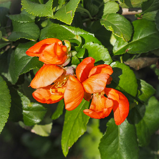 Japanische Storchschnabelstaude Orange trail - Bakker