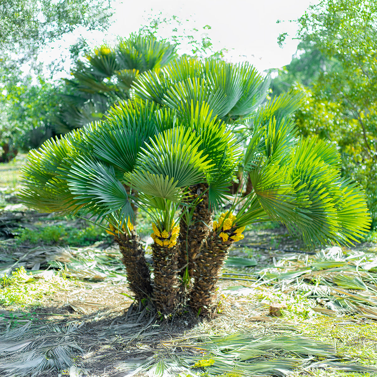 Chamaerops humilis Vulcano - Zwergpalme Vulcano - Palmen