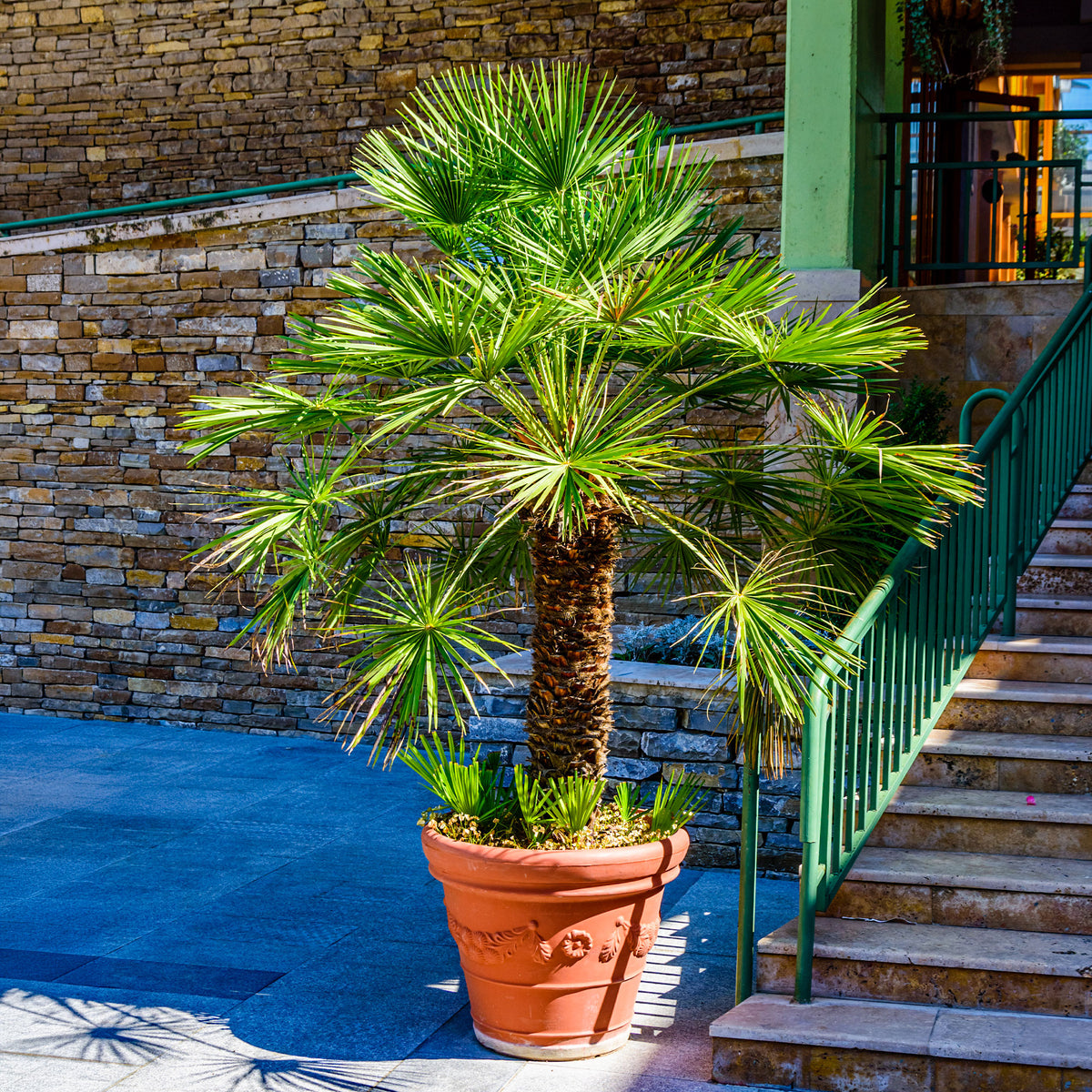 Verkauf Zwergpalme Vulcano - Chamaerops humilis Vulcano