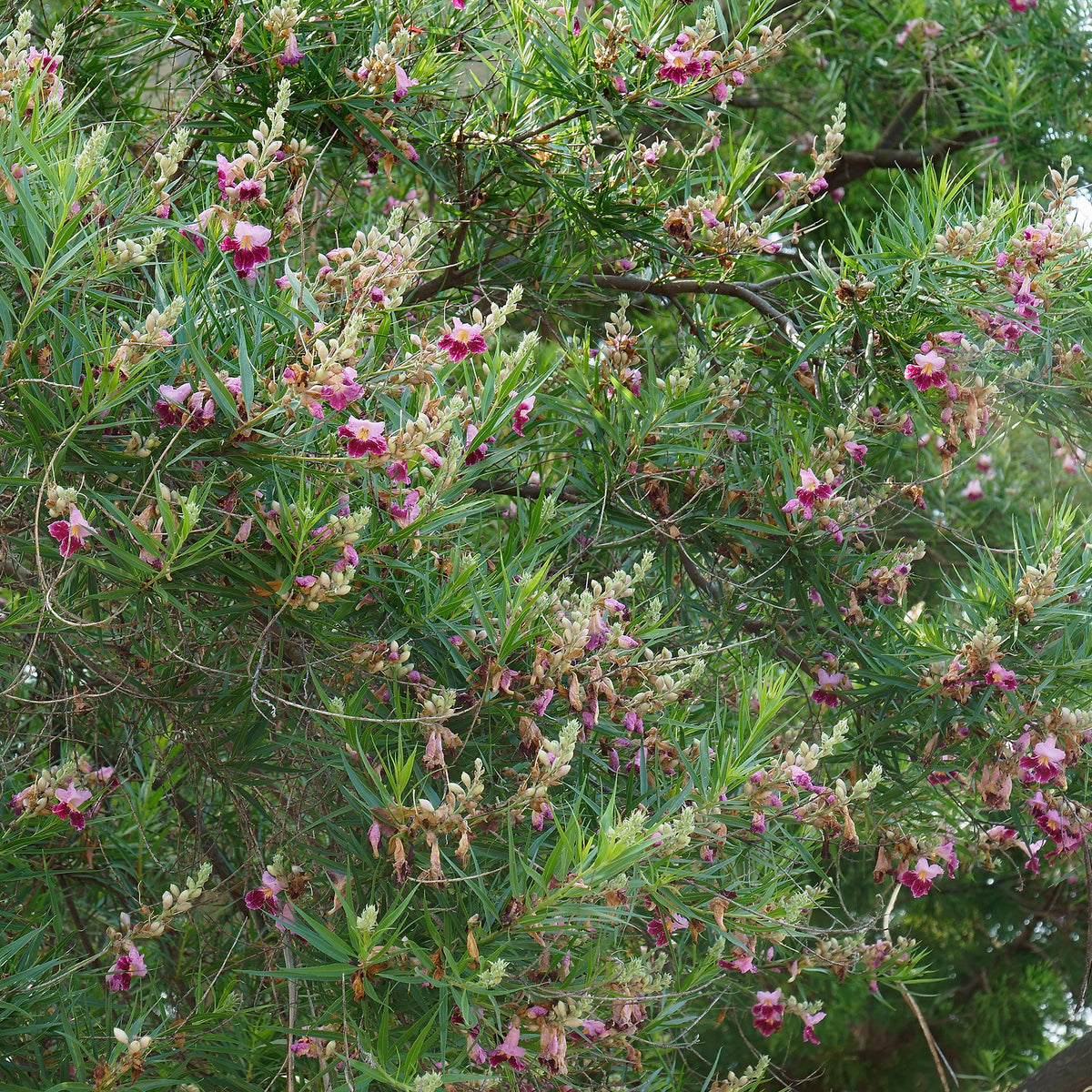 Wüstenweide - Chilopsis linearis - Bakker