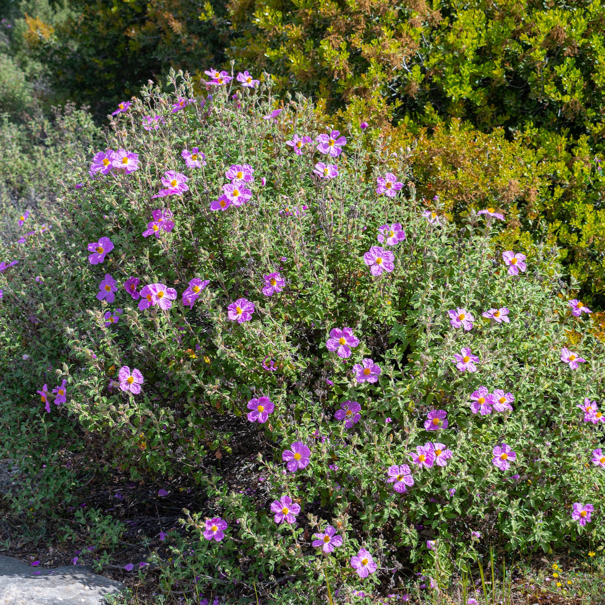 Kretische Zistrose - Cistus creticus | Bakker.com