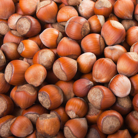 Gemeine Hasel Merveille de Bollwiller - Bakker