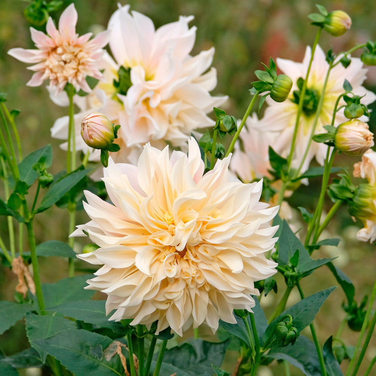 Dahlie ‘Cafe au Lait’ (x3)
