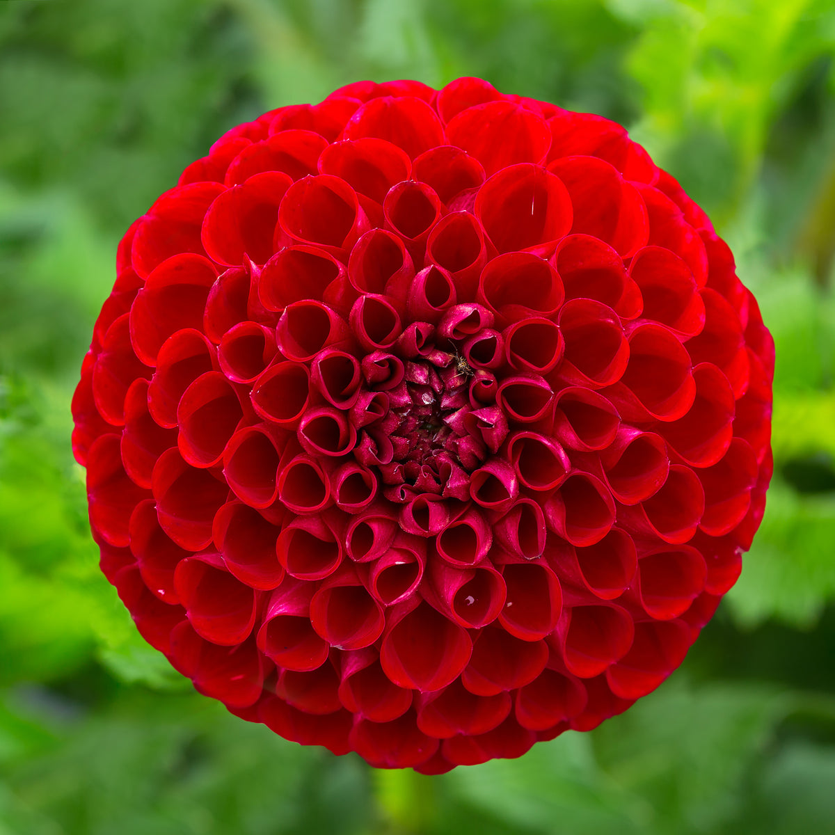 Pompon-Dahlie Cornel - Bakker