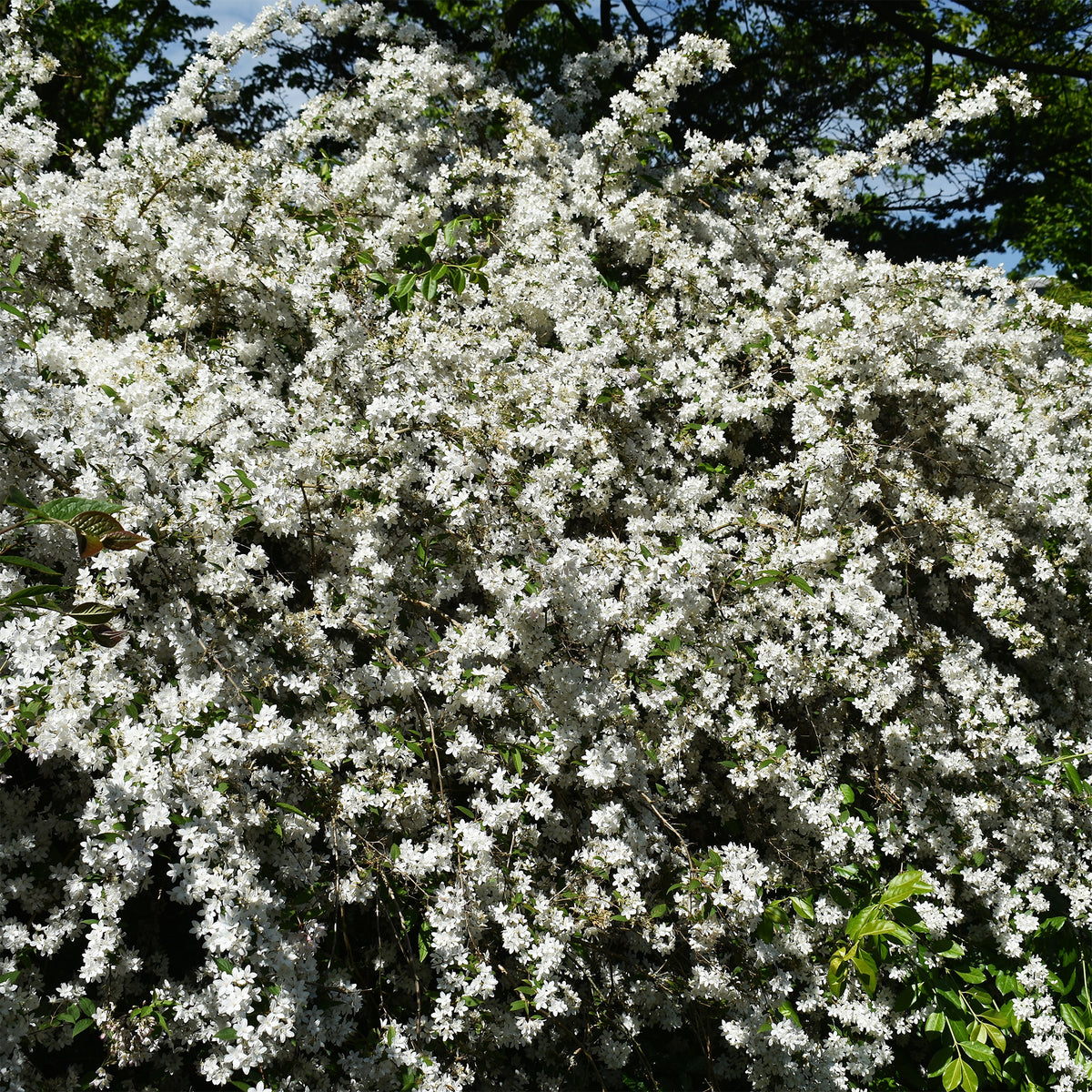 Deutzia - Deutzie - Zwerg-Deutzie Nikko - Deutzia gracilis Nikko