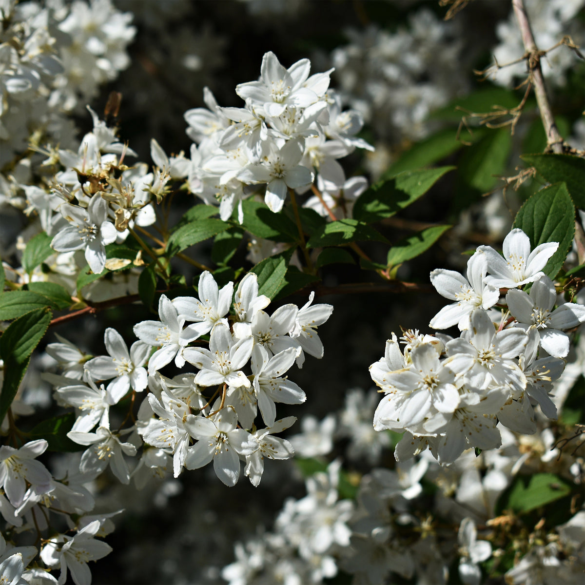 Deutzia gracilis Nikko - Zwerg-Deutzie Nikko - Deutzia - Deutzie