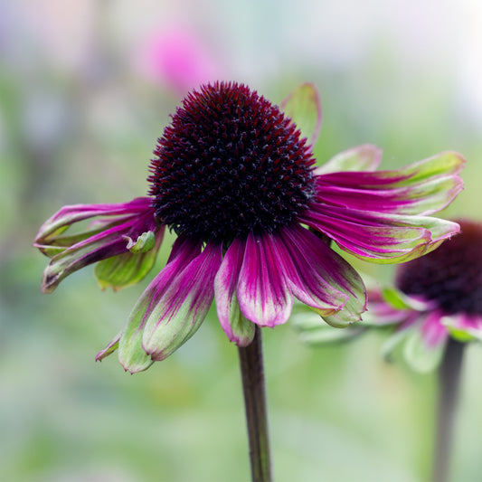Purpur-Sonnenhut Sweet Sandia - Bakker