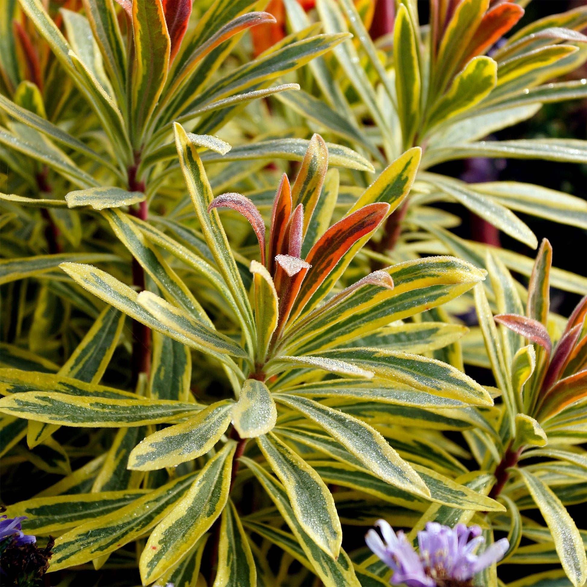 Martins Euphorbia Ascot rainbow ® - Euphorbia martinii Ascot Rainbow ® - Bakker