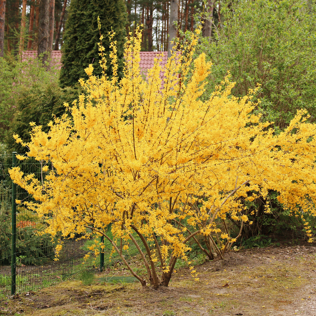 Forsythie Lynwood Gold - Bakker