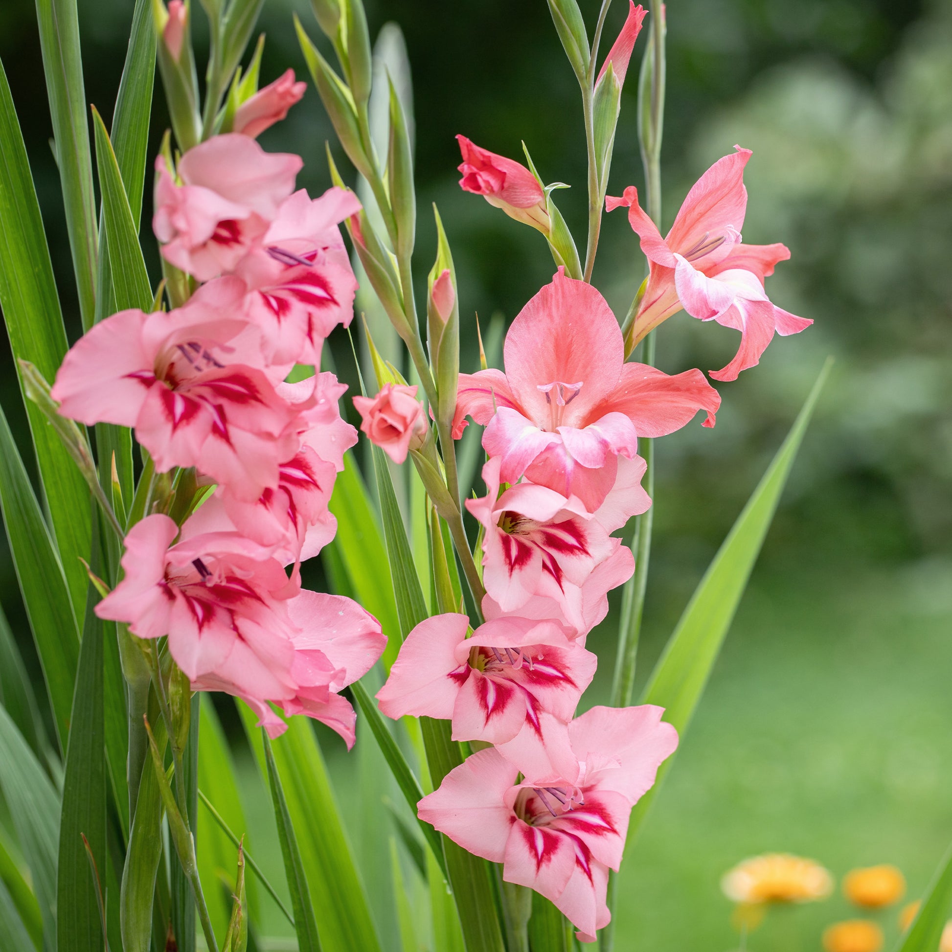 25 Zwerggladiolen rosa - Gladiolus Dwarf Pink - Bakker