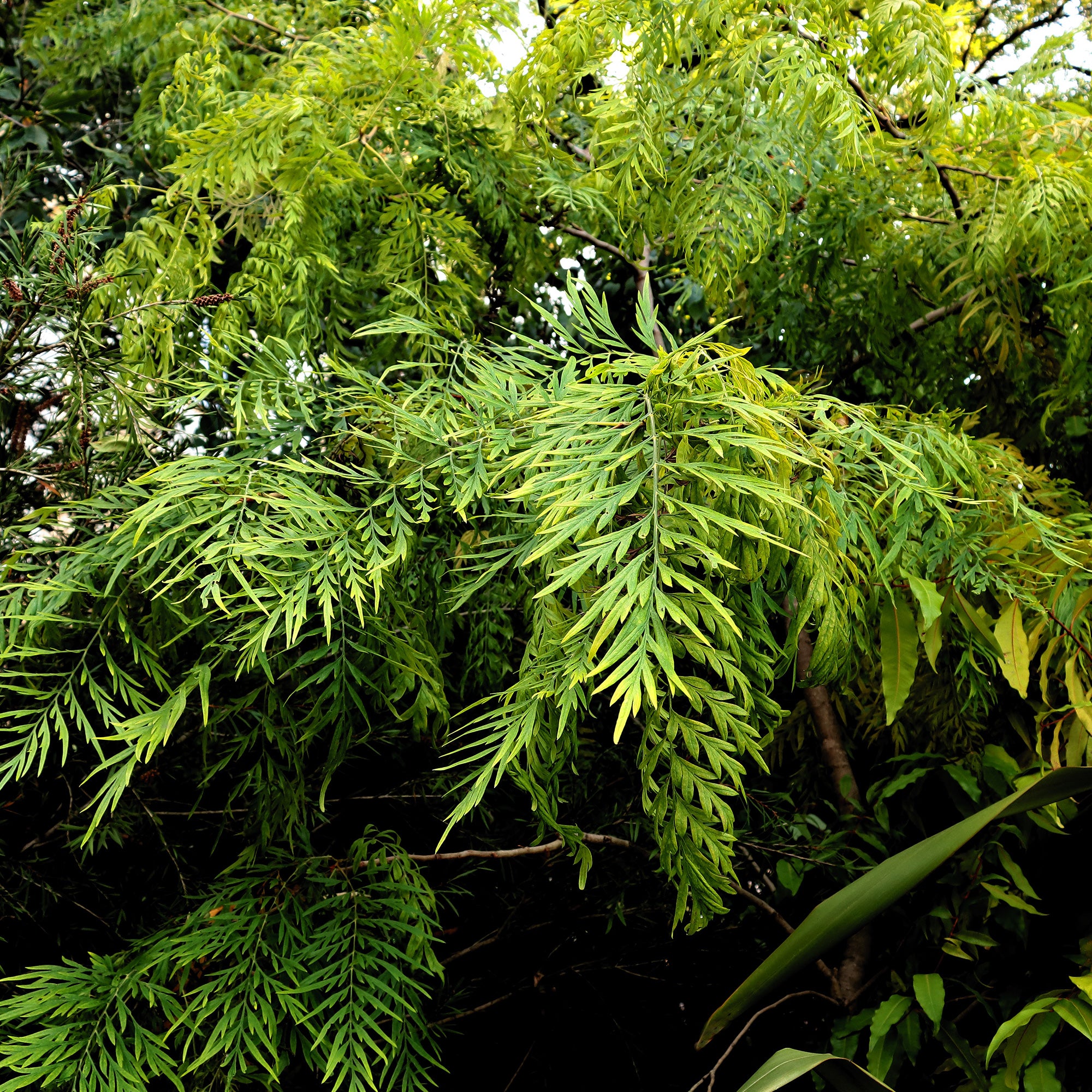 grevillea robusta zimmerpflanze Australische Seideneiche - Grevillea robusta