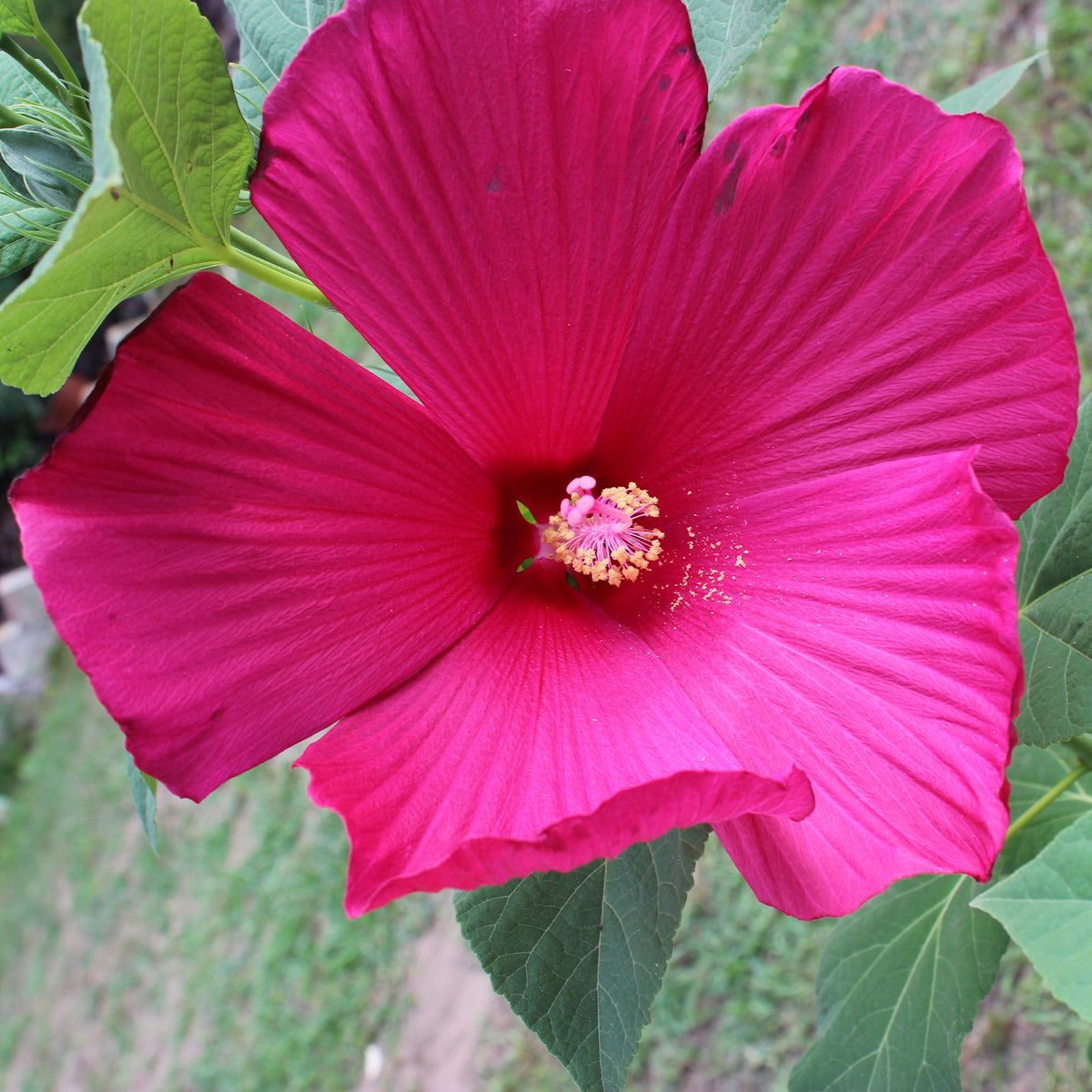 Sumpf-Hibiskus - Bakker