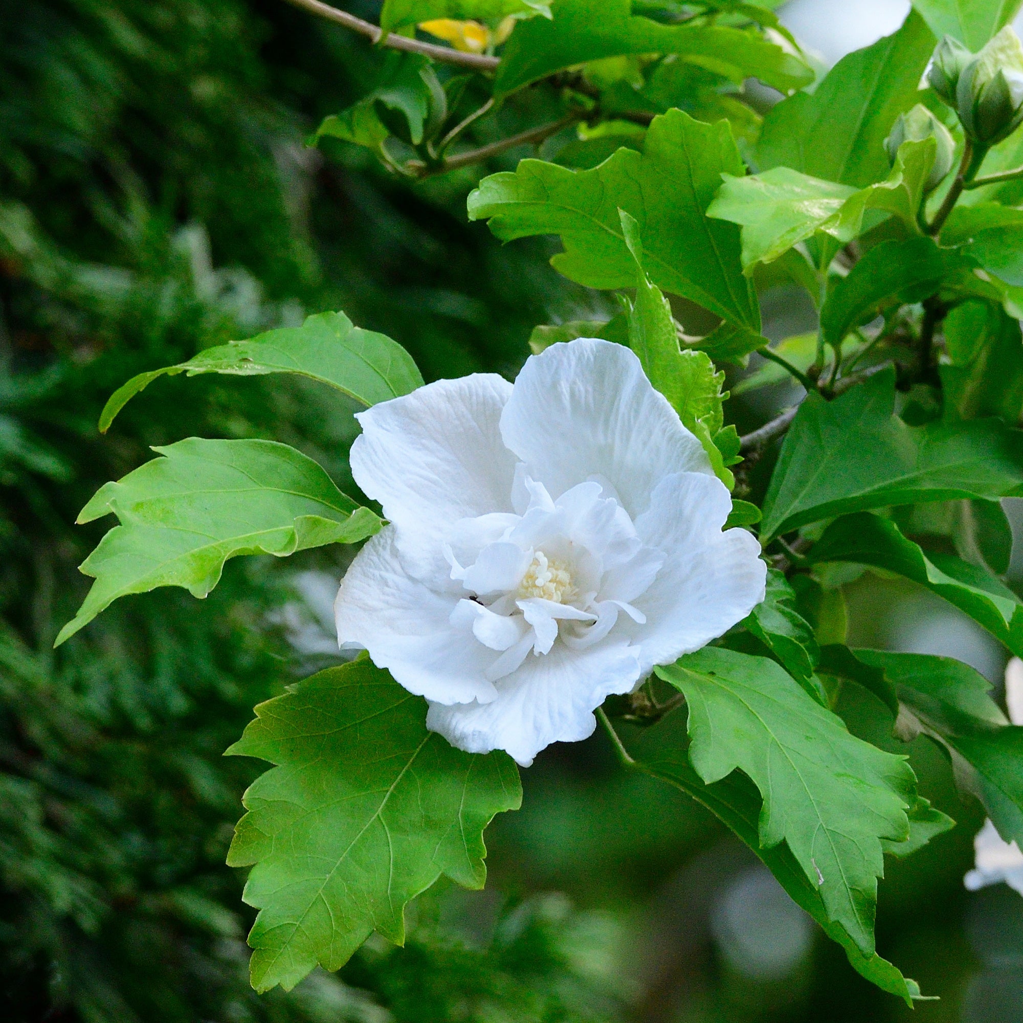 Hibiskus Flower Tower White® - Hibiscus syriacus Flower Tower White ®