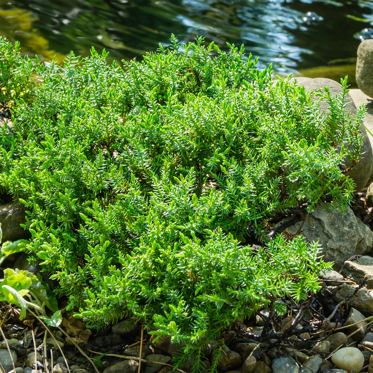 Juniperus procumbens Nana - Zwerg-Wacholder Nana - Bodendecker