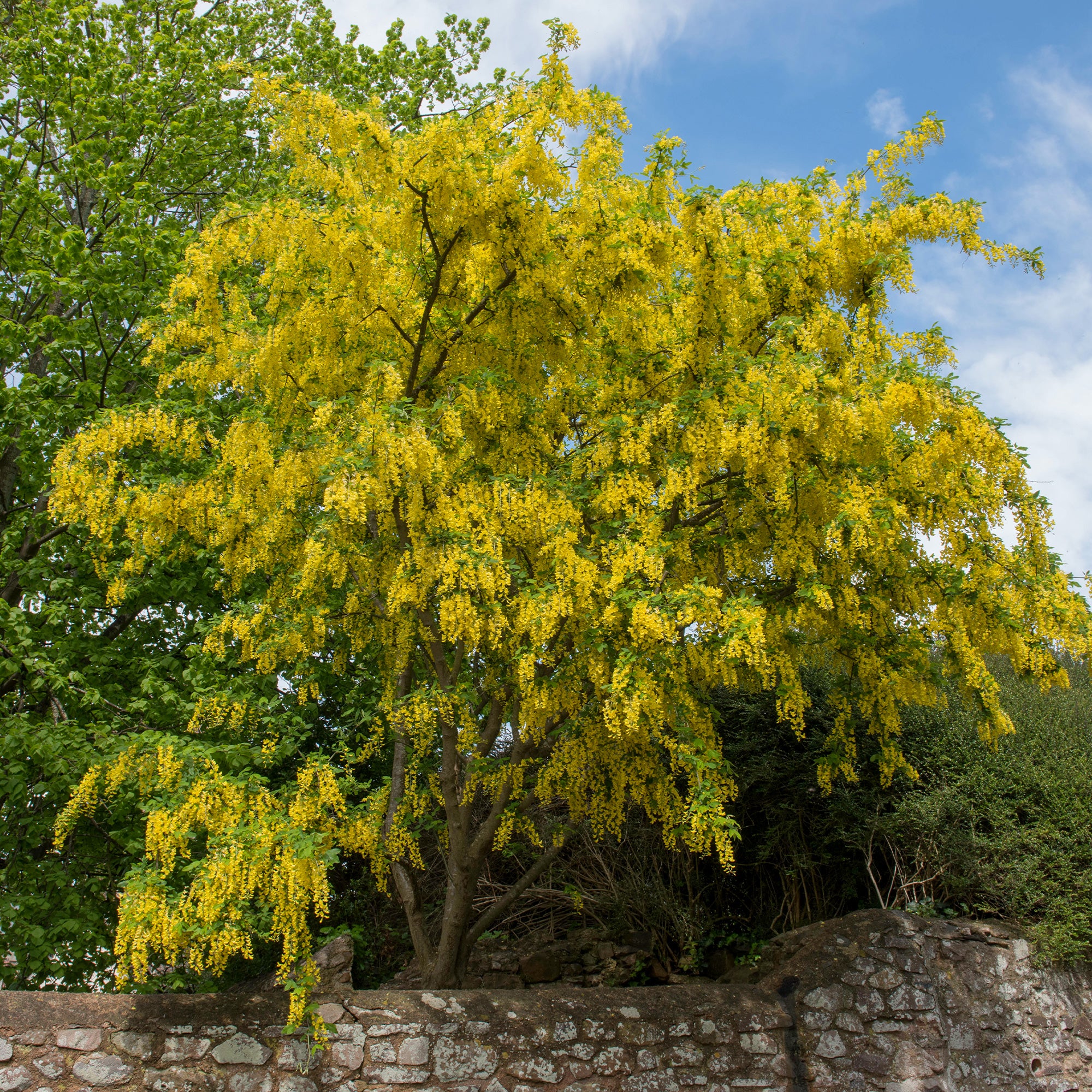 Goldregen - Laburnum anagyroides