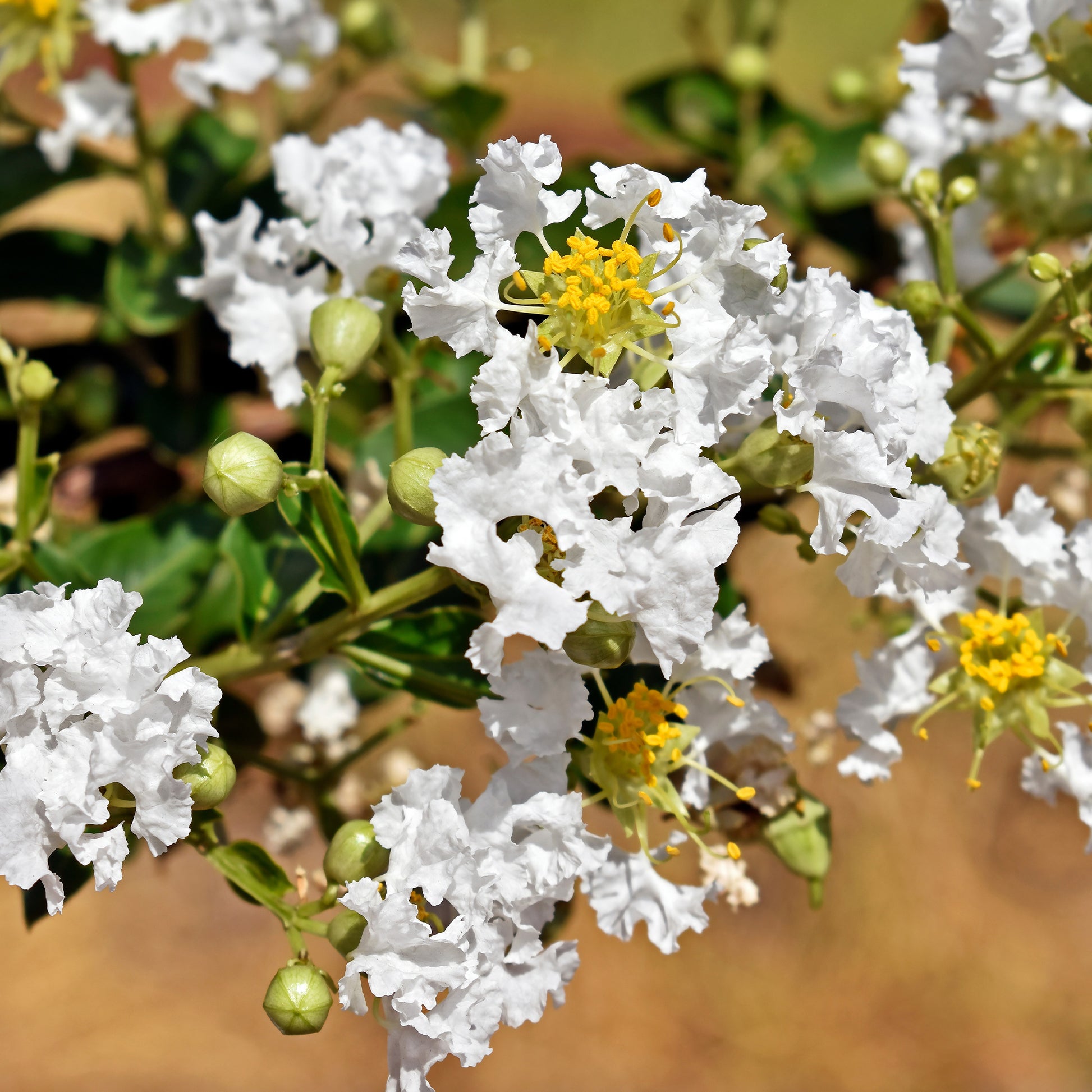 Indischer Flieder With Love® Virgin - Lagerstroemia indica With Love® Virgin - Bakker