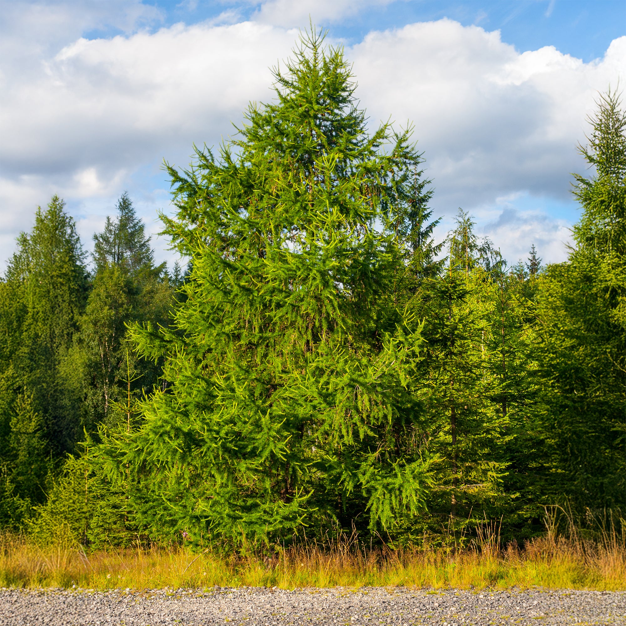 dünger für lärchen Europäische Lärche - Larix decidua