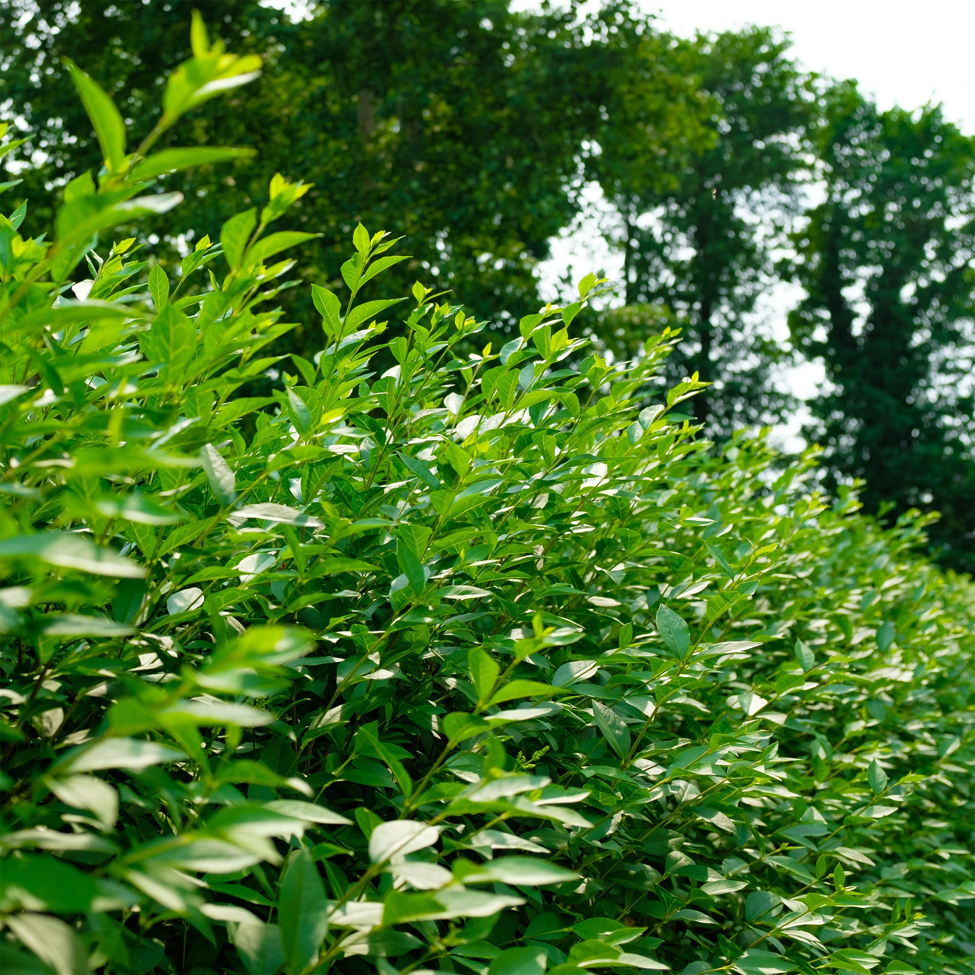 Gemeiner Liguster Atrovirens - Ligustrum vulgare Atrovirens