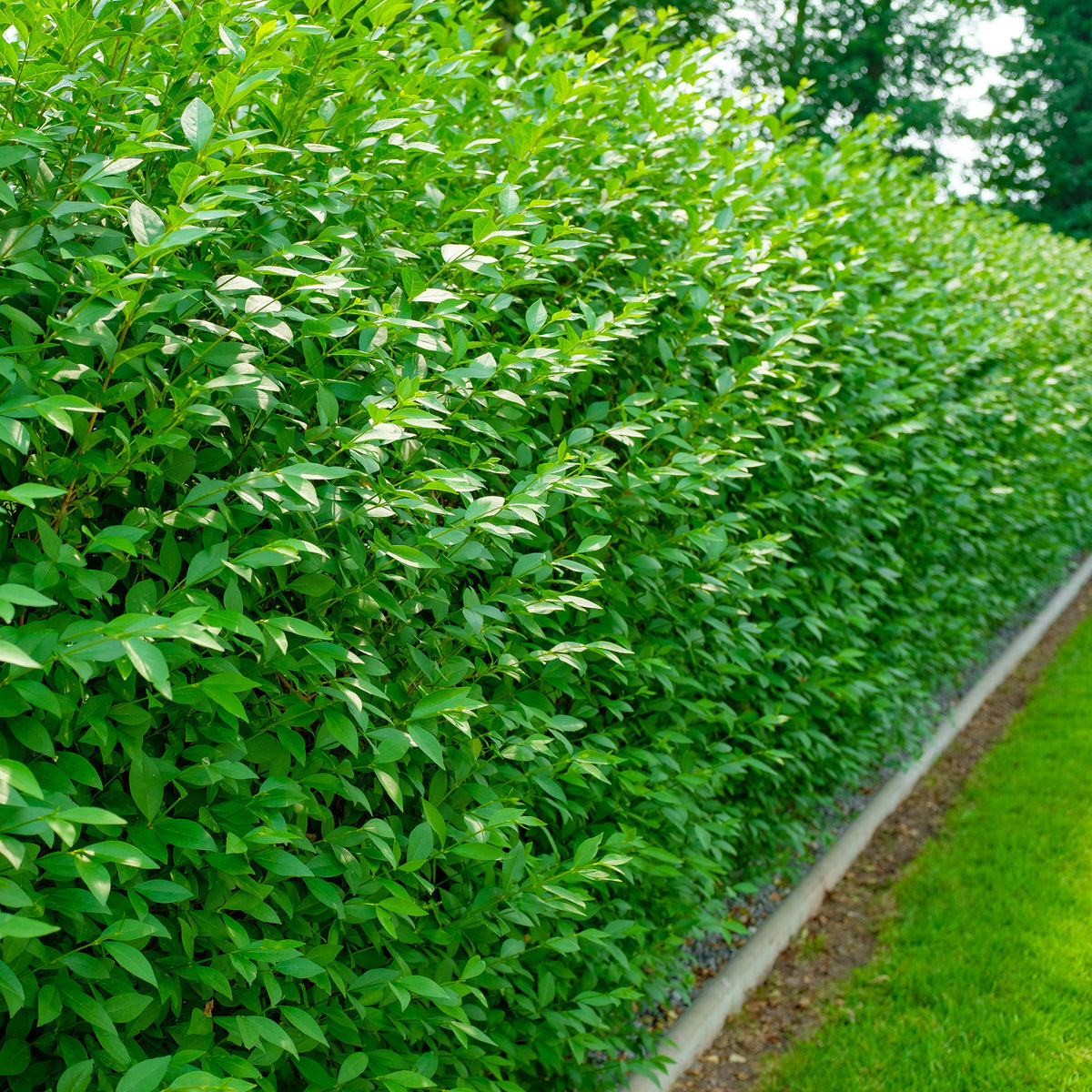 Gemeiner Liguster Atrovirens - Ligustrum vulgare Atrovirens - Bakker
