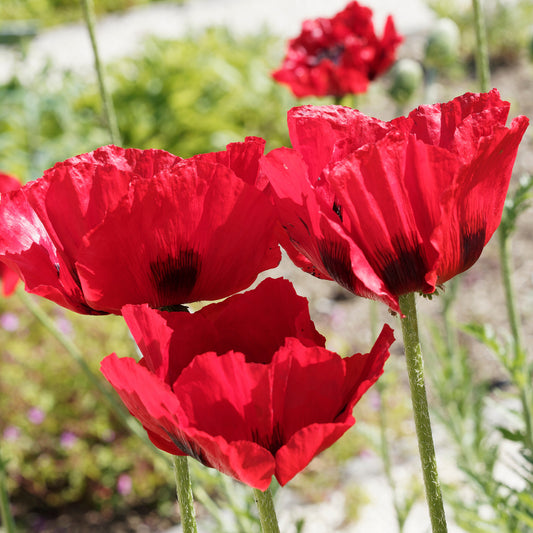 Orientalischer Mohn Royal Chocolate Distinction - Bakker