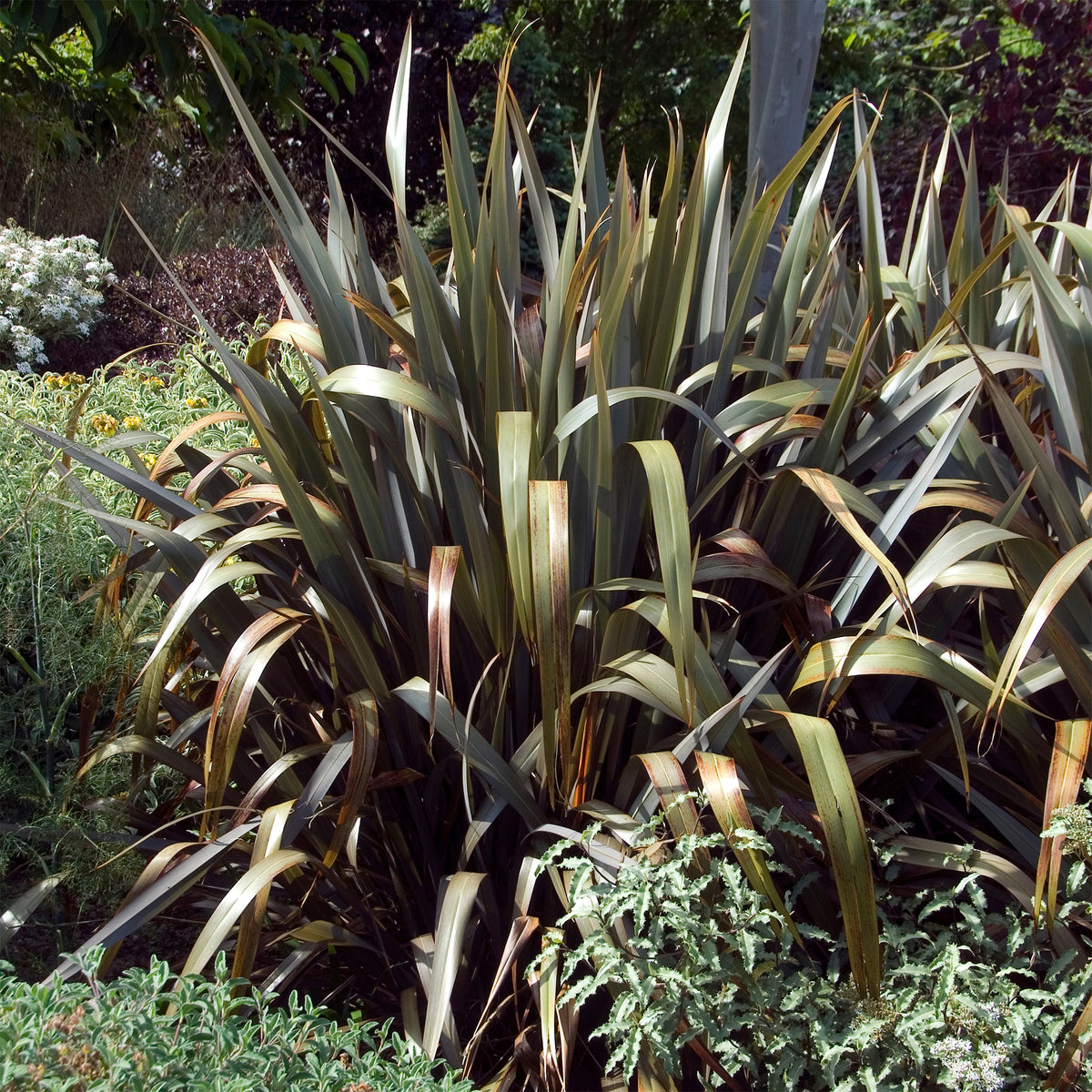 Neuseeländischer Flachs Bronze Baby - Phormium cookianum Bronze Baby - Bakker
