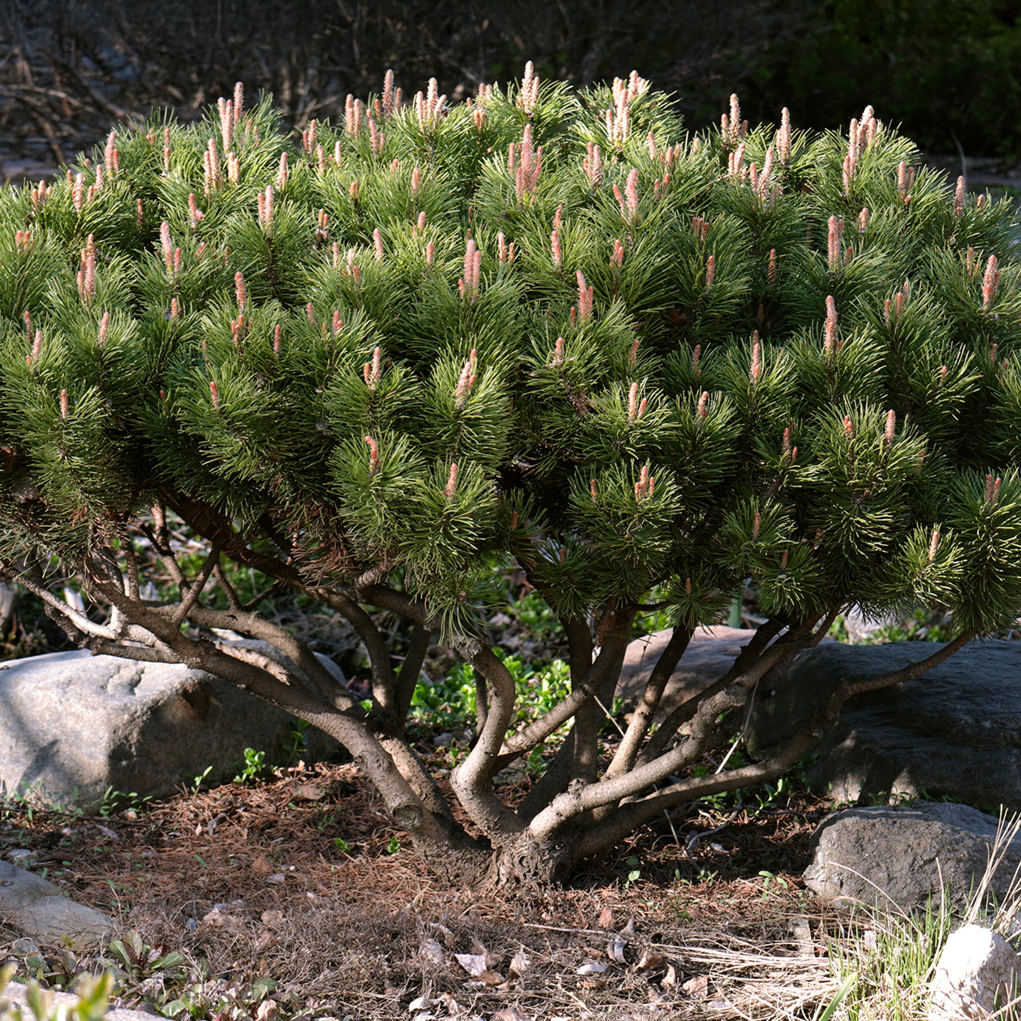 Bergkiefer - Pinus mugo