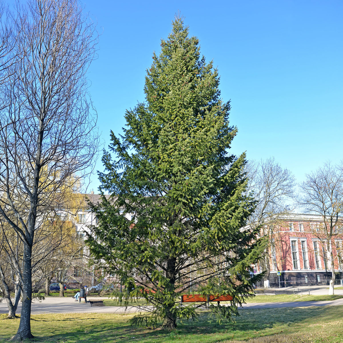 Nadelbäume - Douglasie - Pseudotsuga menziesii