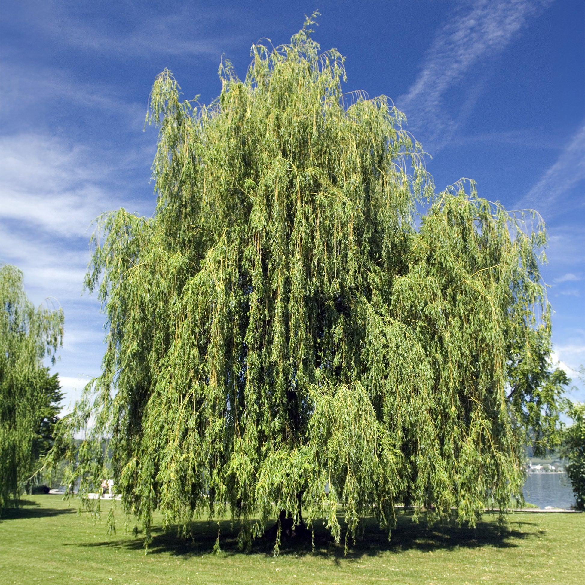 Verkauf Trauerweide - Salix babylonica