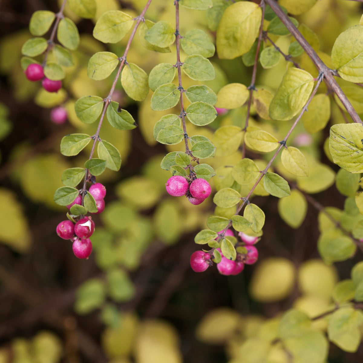 Schneebeere Hancock - Symphoricarpos chenaultii Hancock - Bakker
