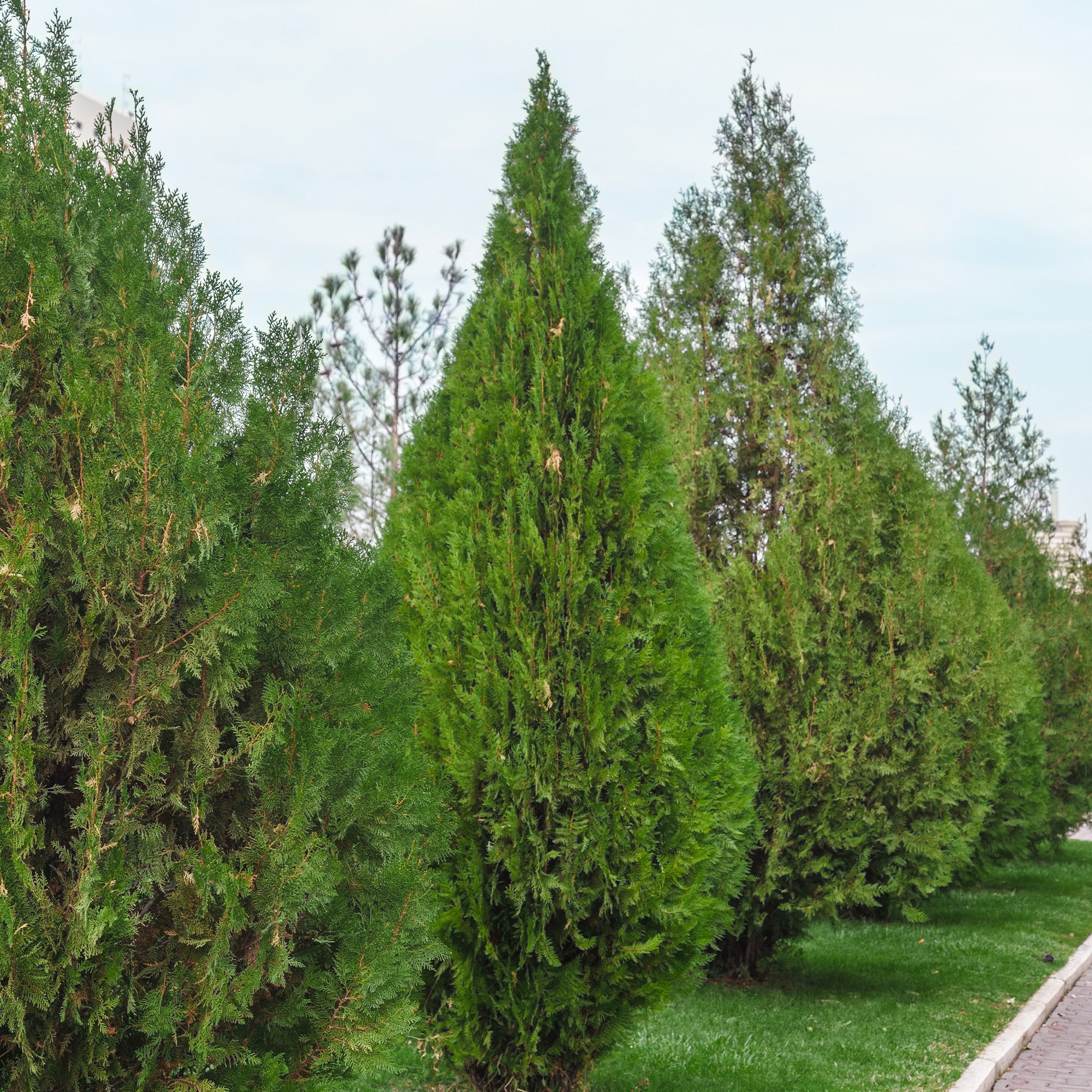 Abendlndischer Lebensbaum Brabant - Thuja occidentalis Brabant | Bakker.com