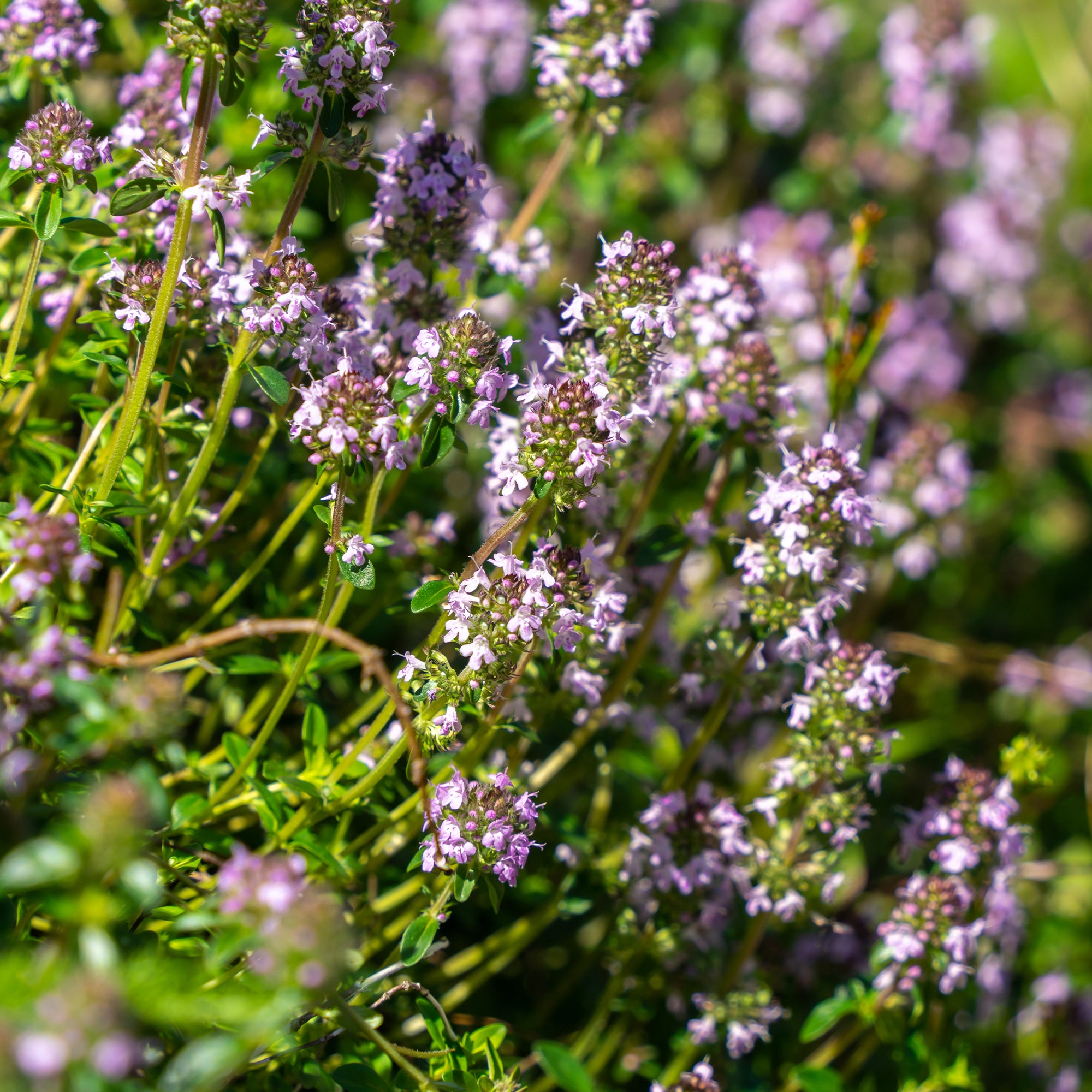 Sand-Thymian - Thymus serpyllum