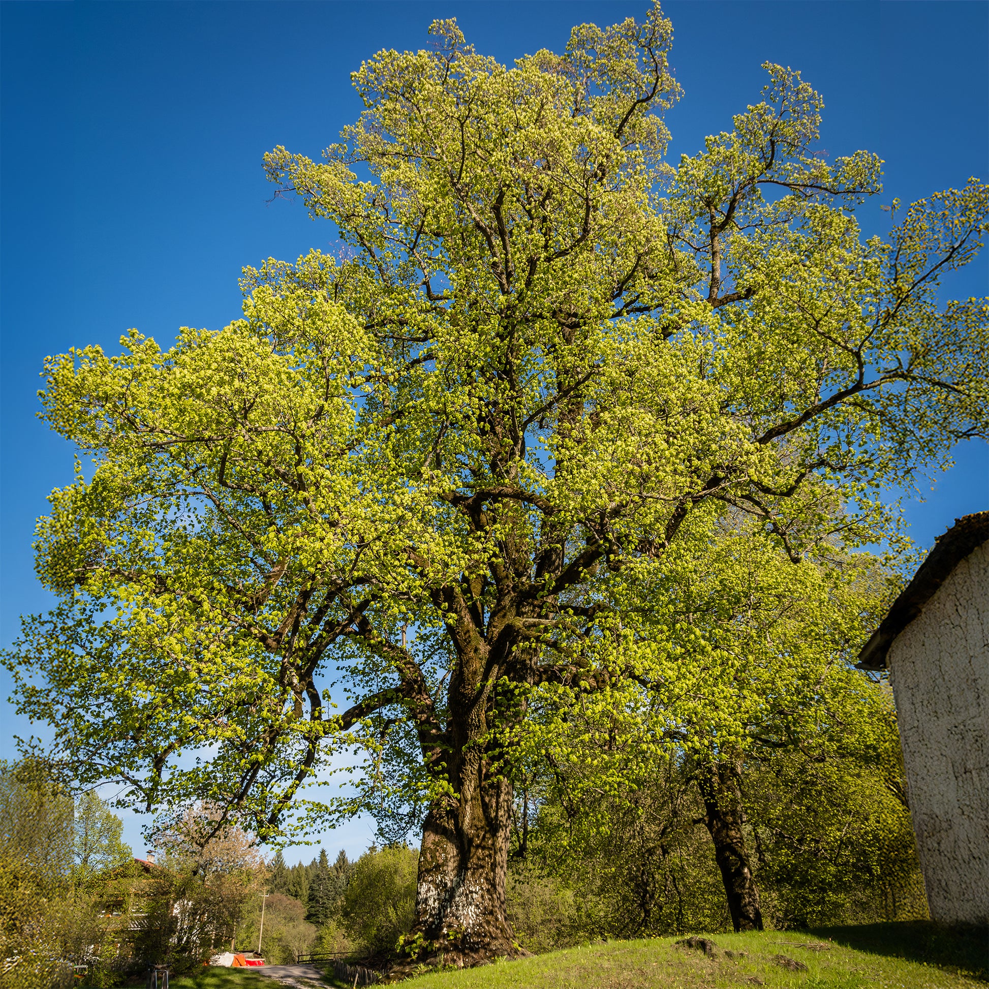 Großblättrige Linde - Tilia platyphyllos - Bakker